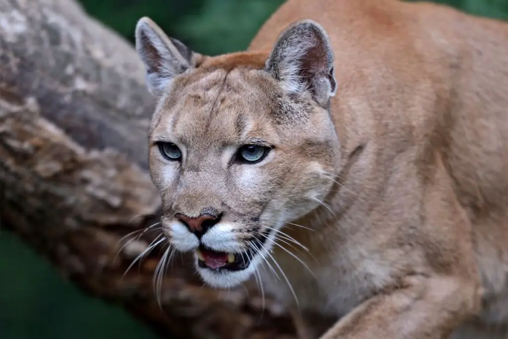 Are Mountain Lions Dangerous | Assorted Animals