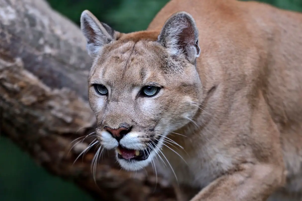 are-mountain-lions-a-threat