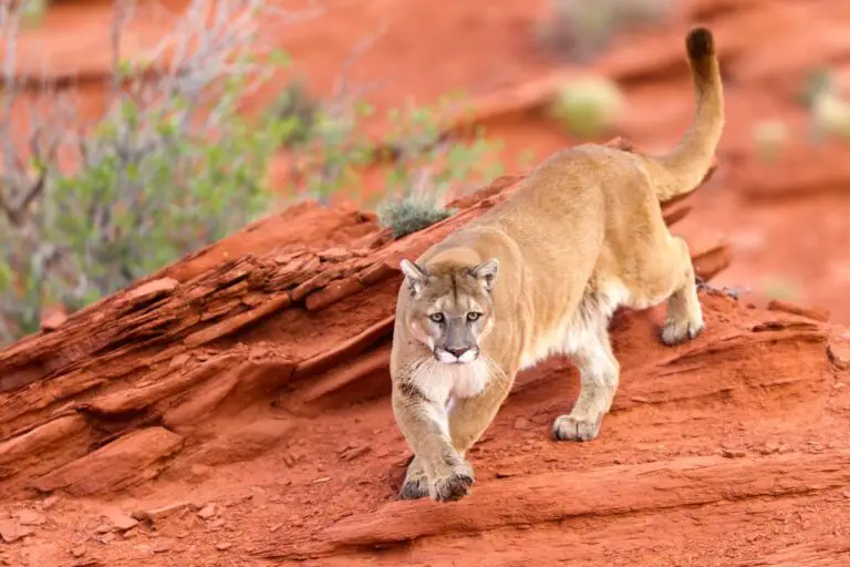 Mountain Lion Vs Lion | Assorted Animals