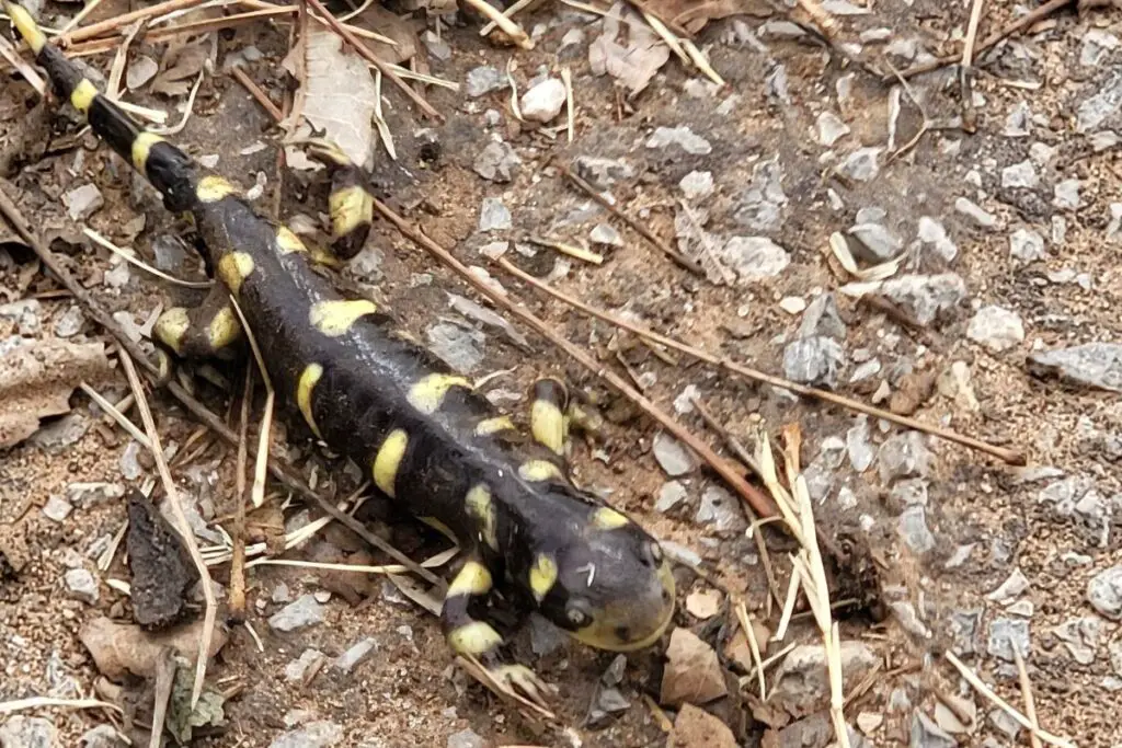 are-salamanders-dangerous