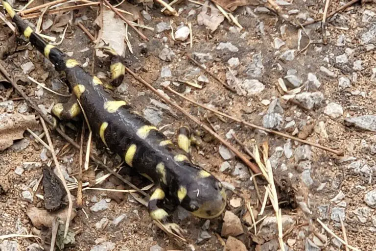 Are Salamanders Poisonous? | Assorted Animals