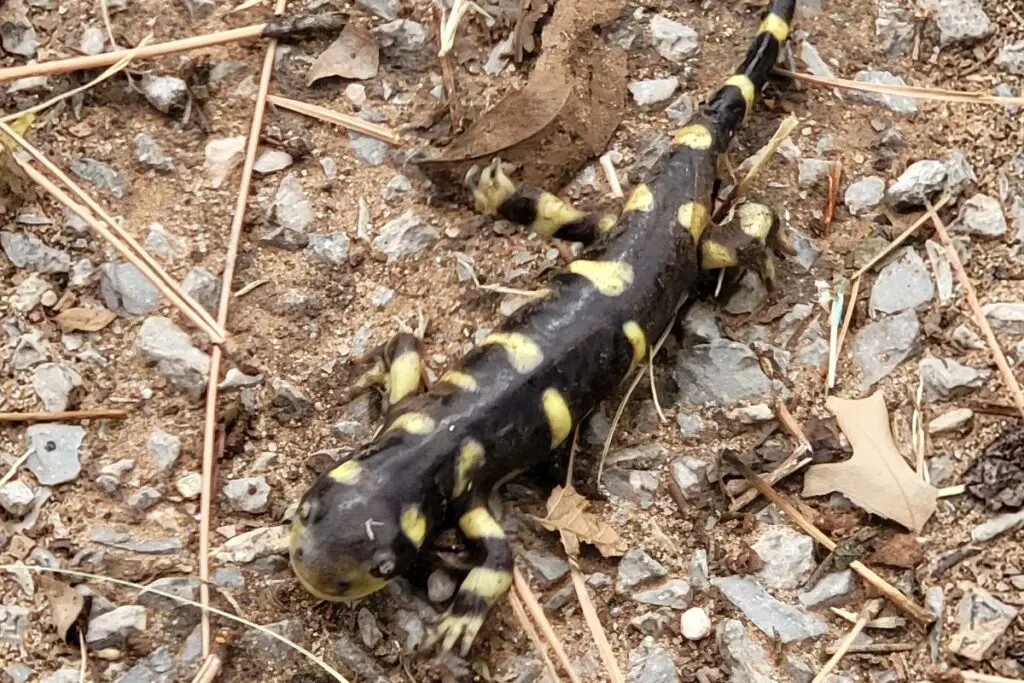 Are Salamanders Poisonous? | Assorted Animals