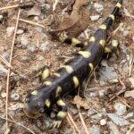 salamander-example