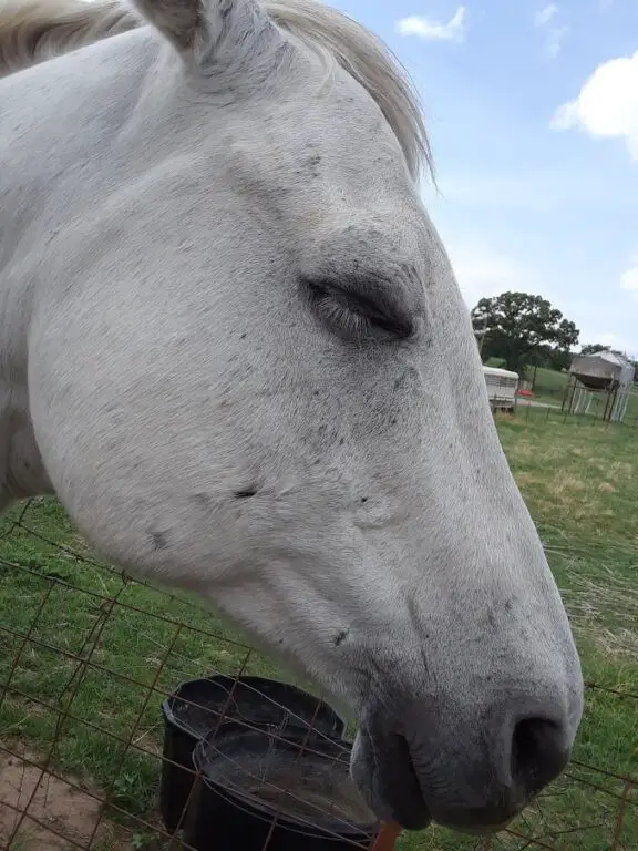 Do Horses Lay Down? Assorted Animals