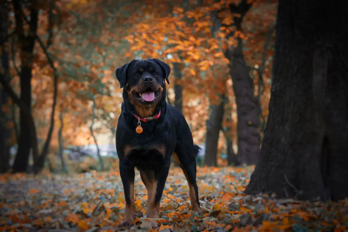 Dog in the fall