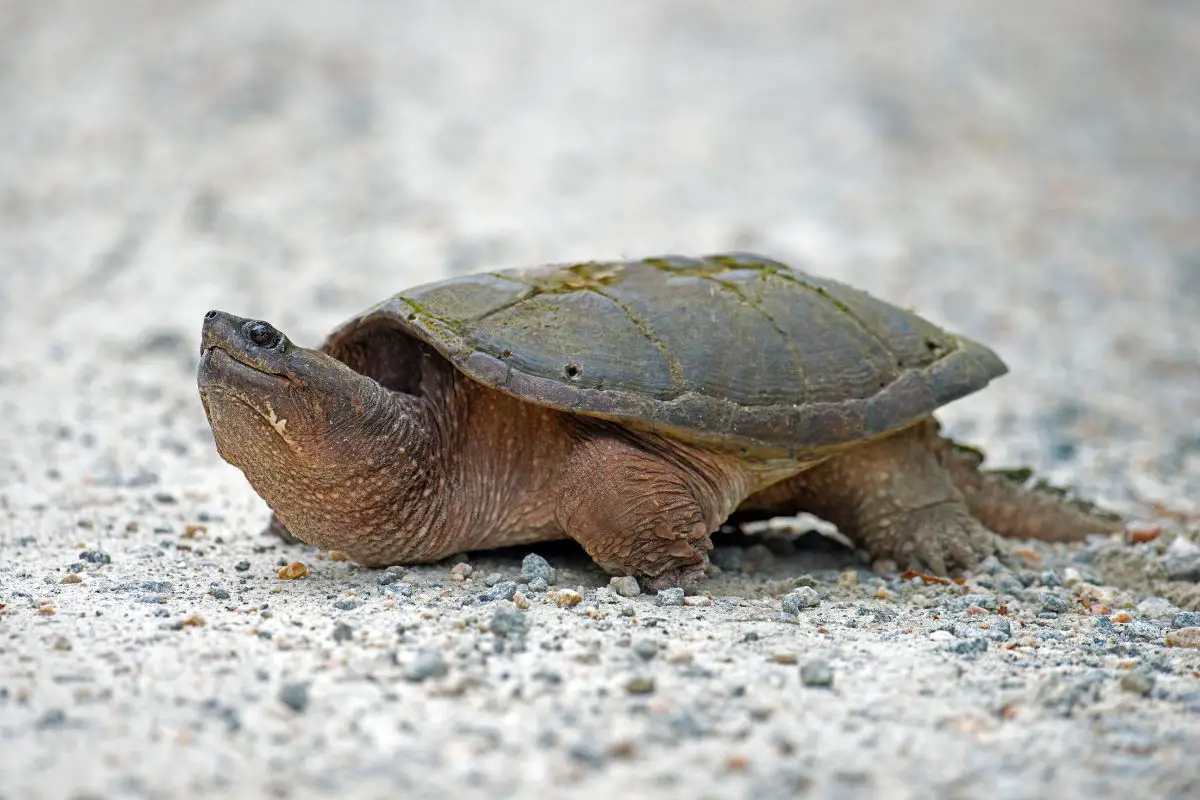 Do Turtles Have Tails | Assorted Animals