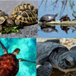 different types of turtles