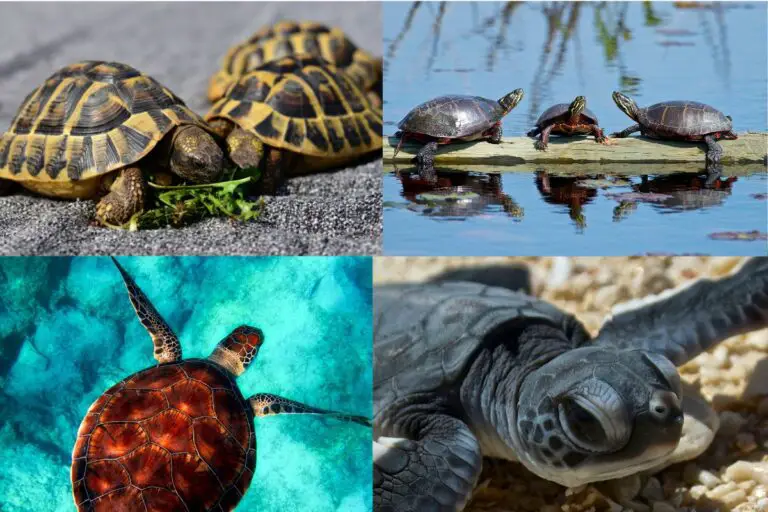 Do Turtles Have Scales? An Overview | Assorted Animals