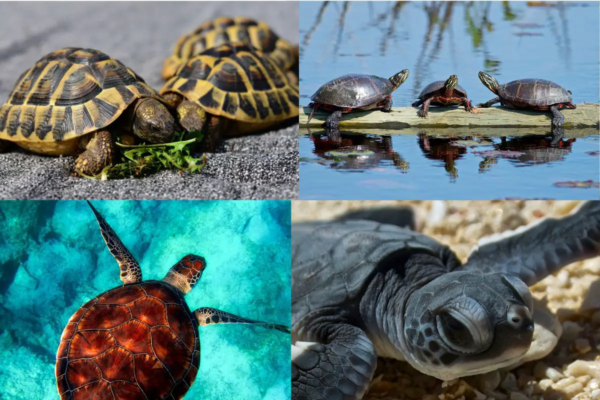different types of turtles