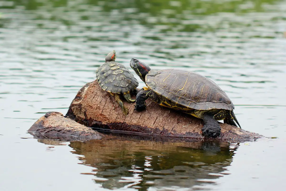 a turtle on a rock
