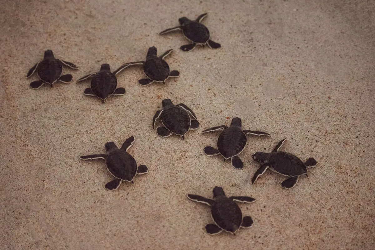 Do Turtles Have Tails | Assorted Animals