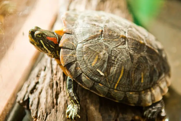 Do Turtles Have Scales? An Overview | Assorted Animals