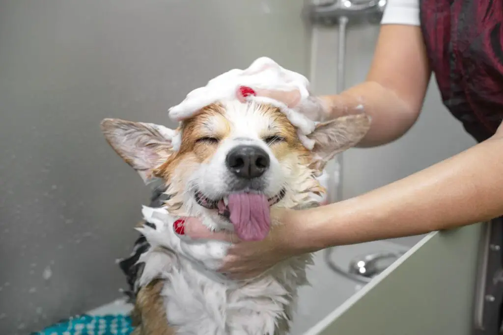 Picture Idea: 6 DIY Dog Grooming Hacks