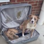 Johnston County Rescue: Dogs and Puppies Found in Suitcase