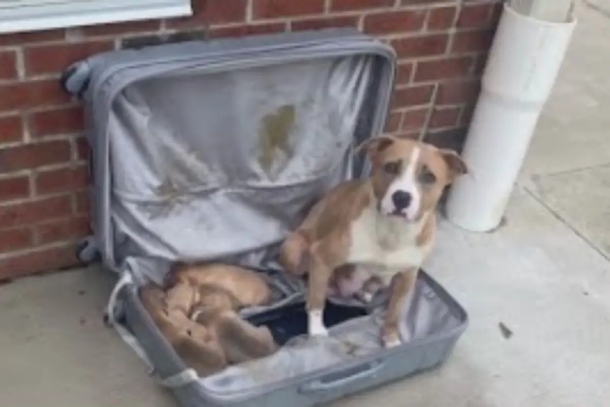 Johnston County Rescue: Dogs and Puppies Found in Suitcase
