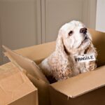 Moving Made Easy: 7 Tips for Relocating with Your Dog