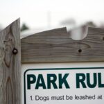Top 6 Rules for Dog Park Etiquette