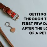 Finding Strength in the First Days After Losing a Pet
