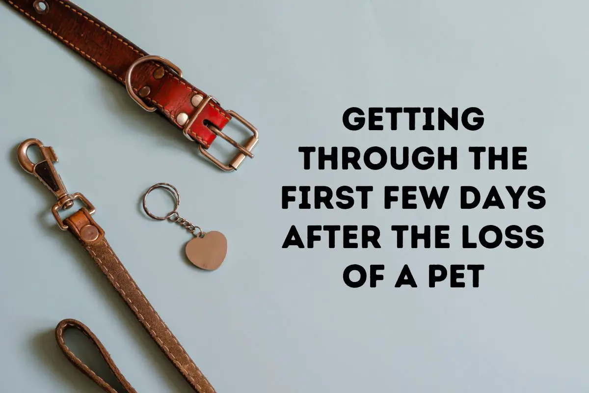 Finding Strength in the First Days After Losing a Pet