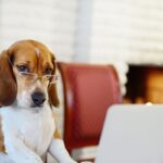 4 Genius Hacks for Working from Home with Your Dog