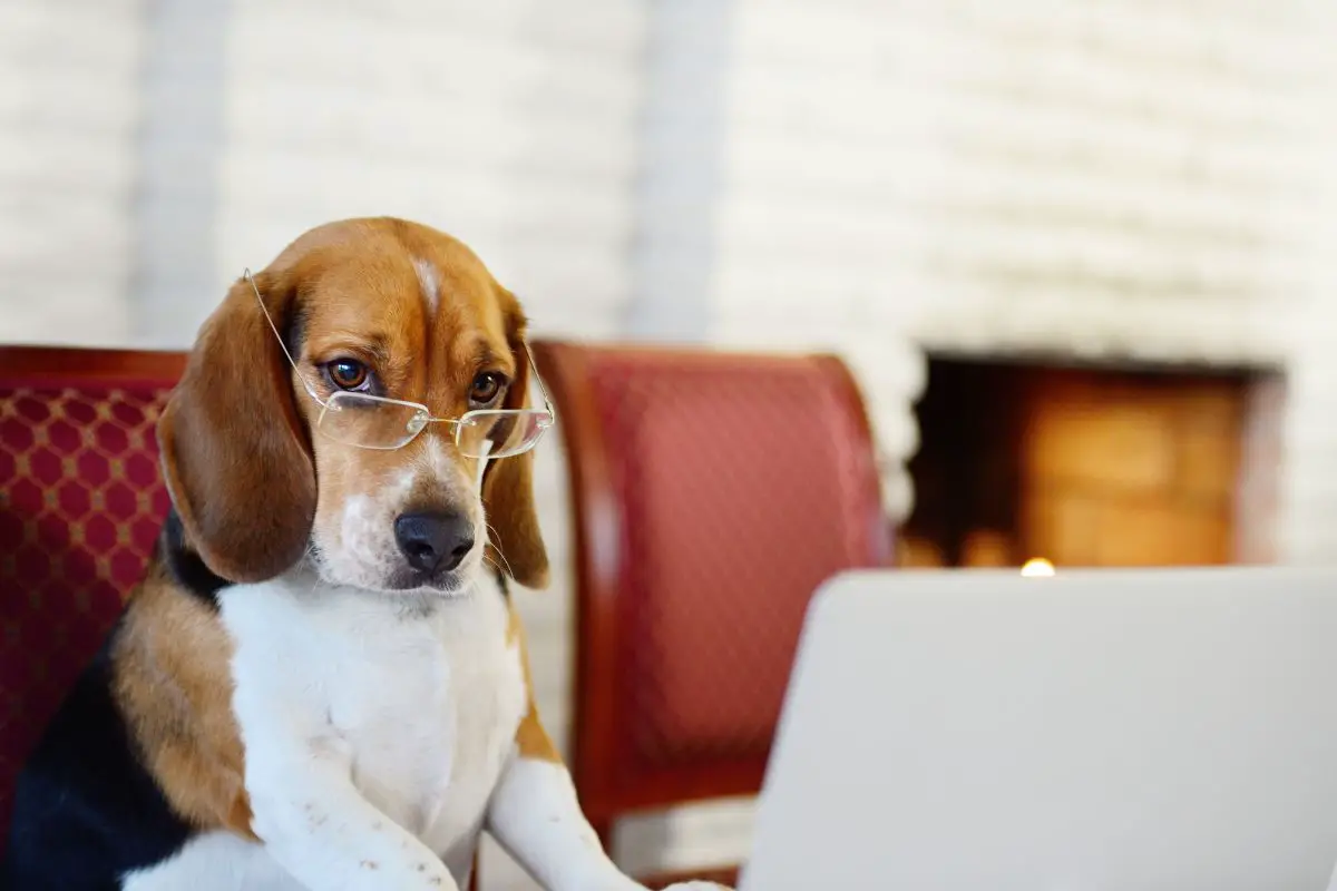 4 Genius Hacks for Working from Home with Your Dog