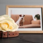 Remembering Your Pet: Memorial Concepts and Inspirations