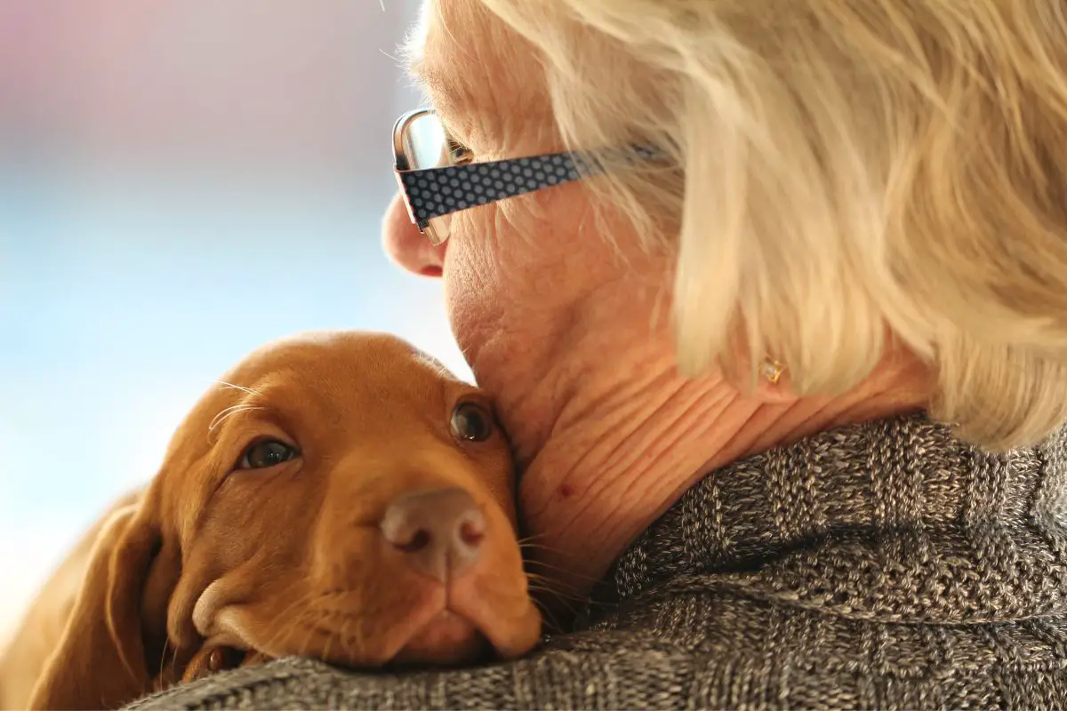 Senior-Savvy Dogs: Breeds That Suit Older Adults