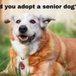 Discover the joys and benefits of adopting a senior dog. Learn essential tips and considerations to provide a loving forever home for older pets.
