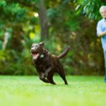Simple and Safe Dog Training for Seniors