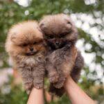 Thinking of Two Puppies? Here Are 4 Pros and Cons