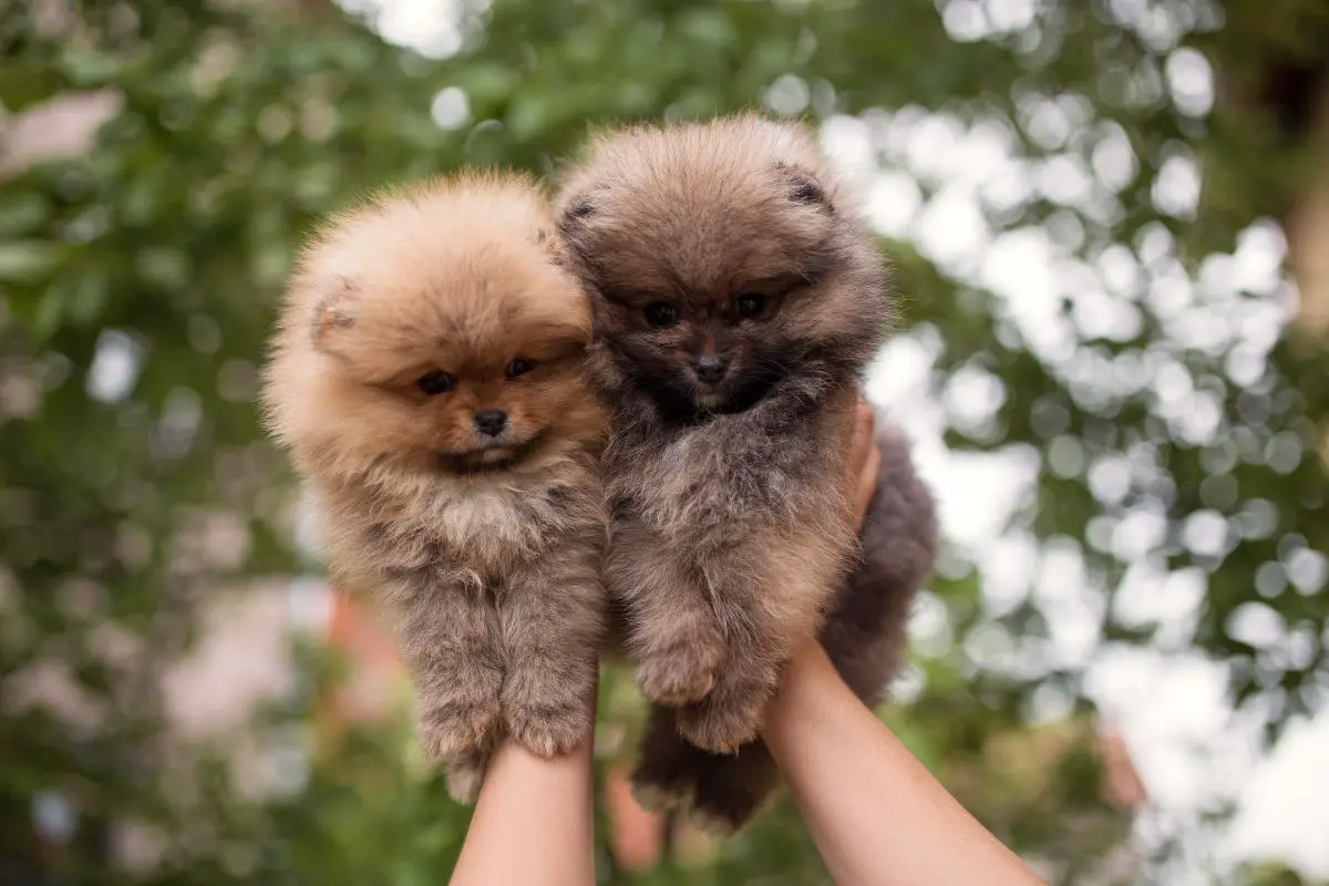 Thinking of Two Puppies? Here Are 4 Pros and Cons
