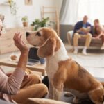 Why Dogs Are Great for Senior Health and Happiness