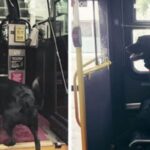dog-bus