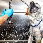 7 Must-Know Summer Grooming Tips for Dogs