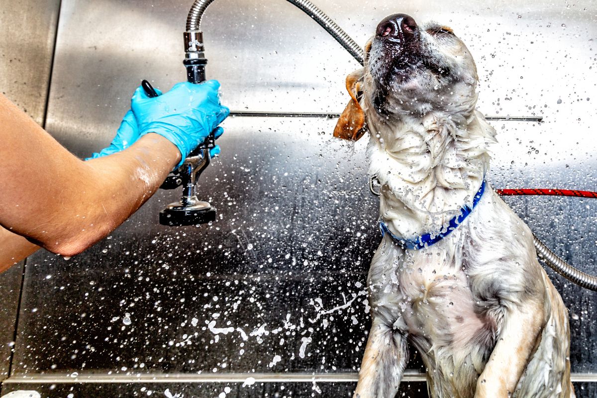 7 Must-Know Summer Grooming Tips for Dogs