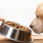 Senior Dog Nutrition: 4 Tips for Optimal Health