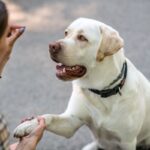 6 Reasons Why Senior Dogs Still Need Training