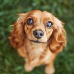 expert-tips-for-pet-photos