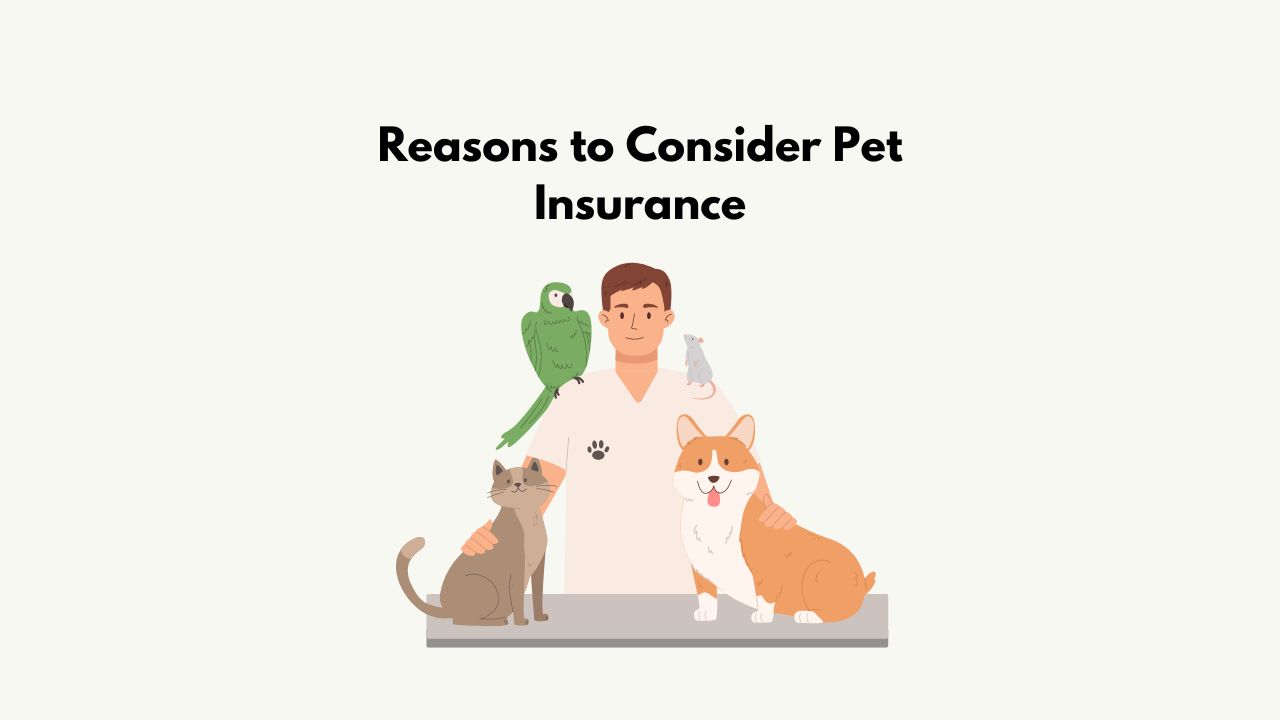 pet-insurance